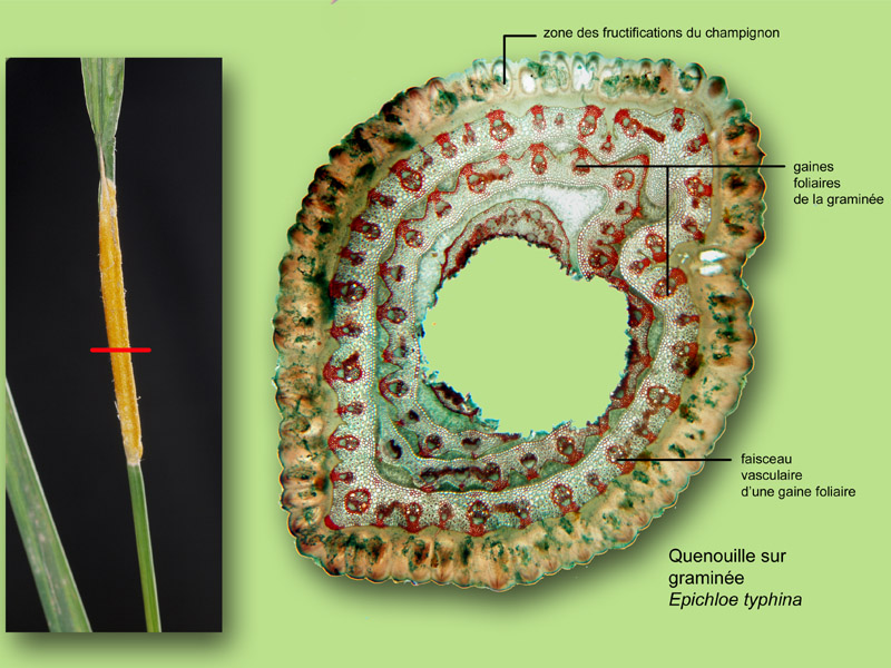 Quenouille des graminées, histologie, histology #22846