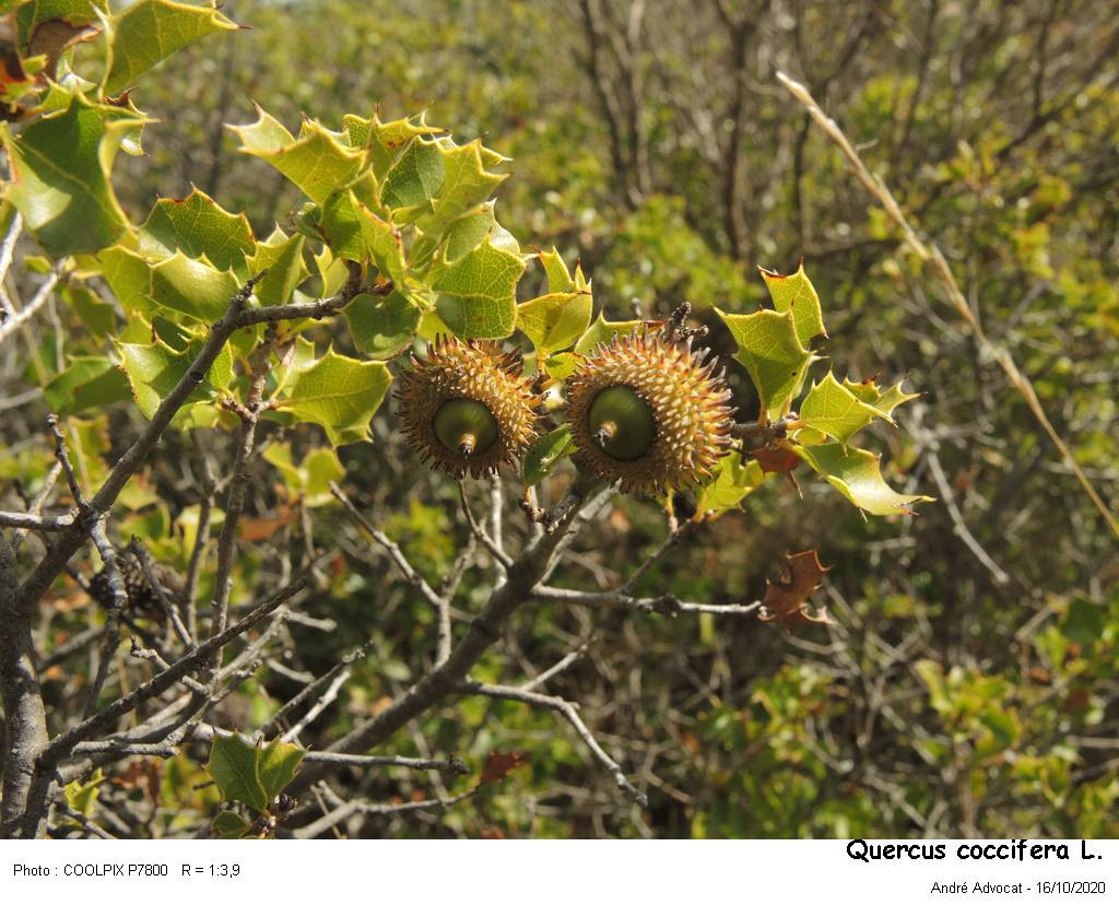Quercus coccifera L. #84502