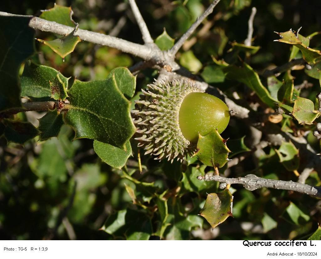Quercus coccifera L. #84501