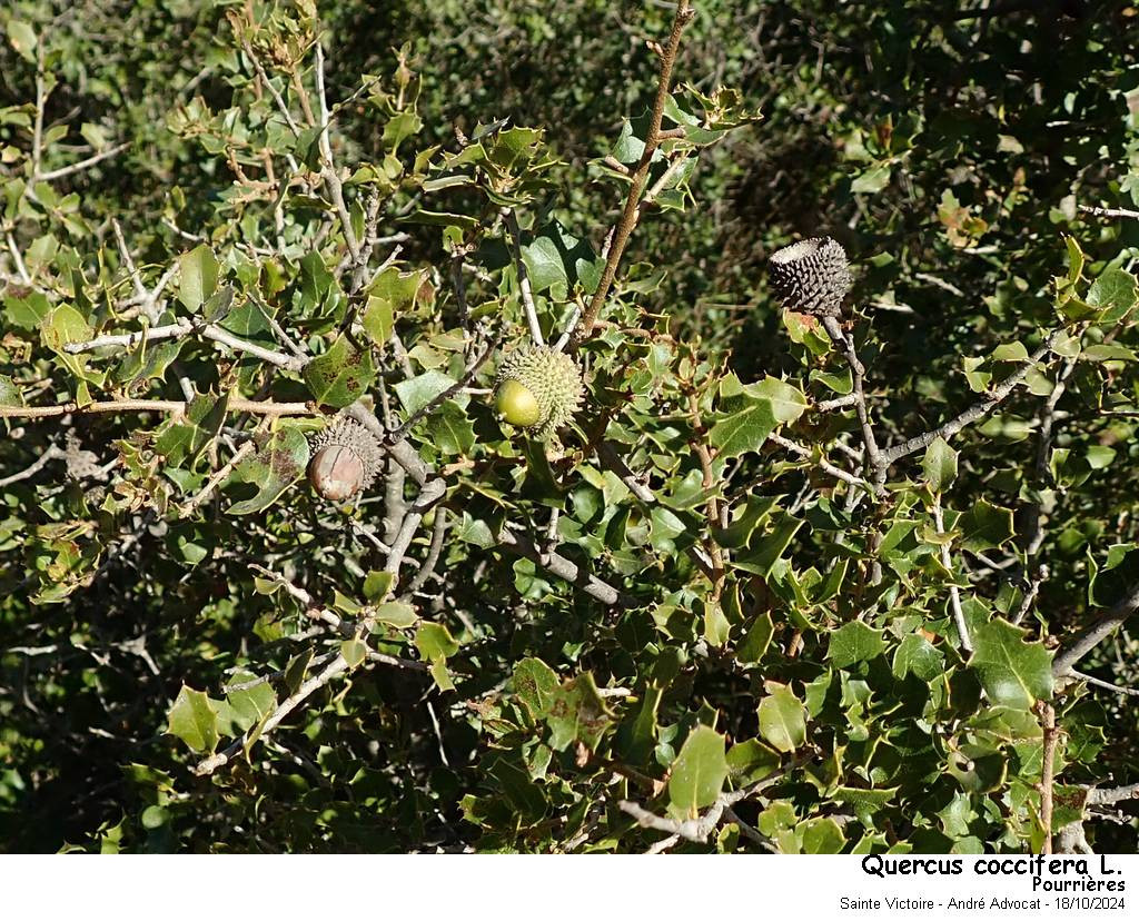 Quercus coccifera L. #84500