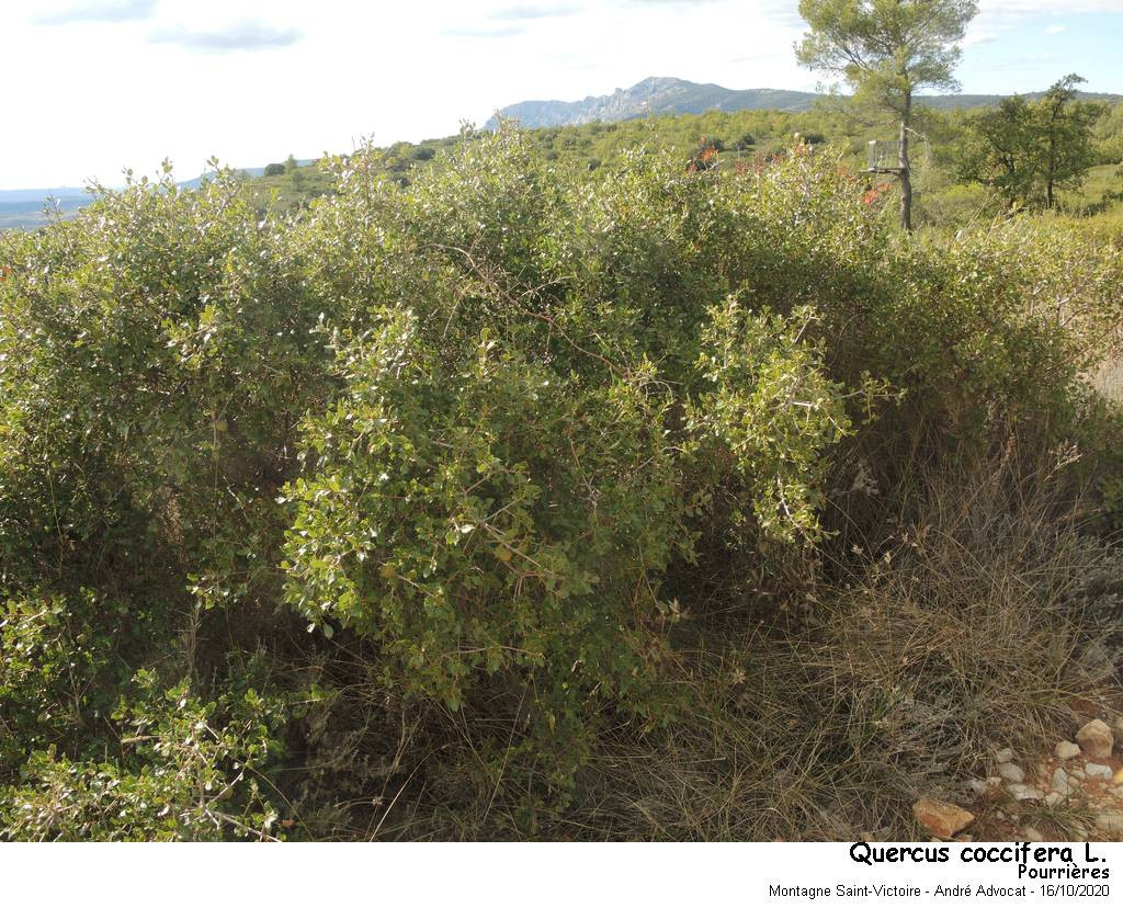Quercus coccifera L. #84499