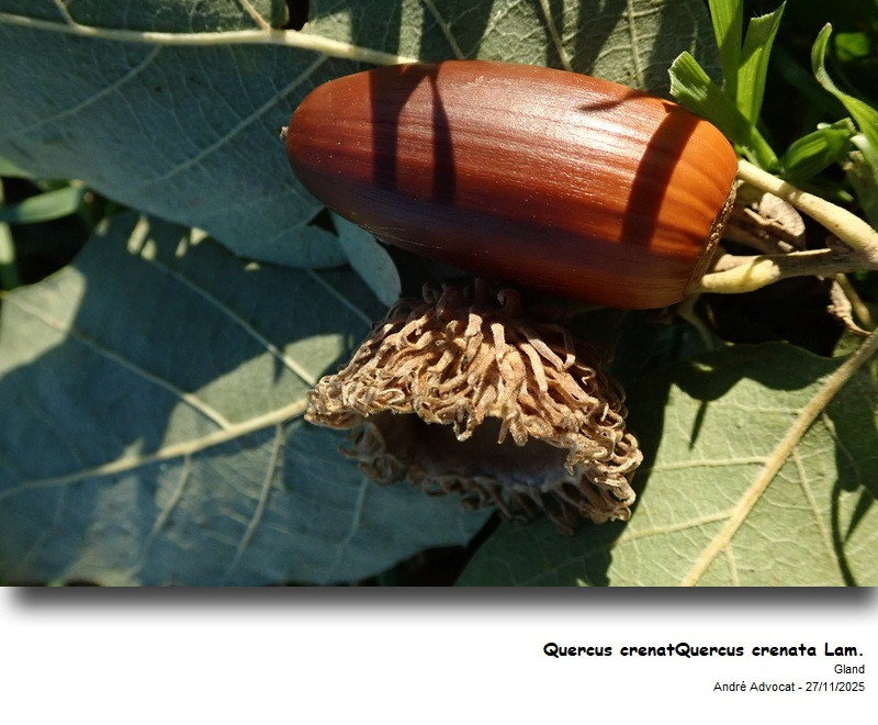 Quercus crenata Lam. #84431