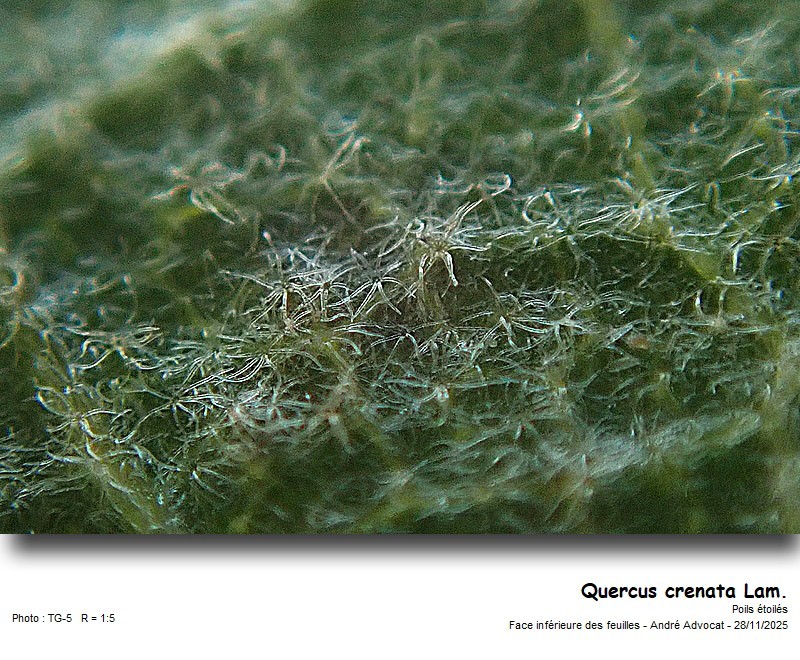 Quercus crenata Lam. #84407