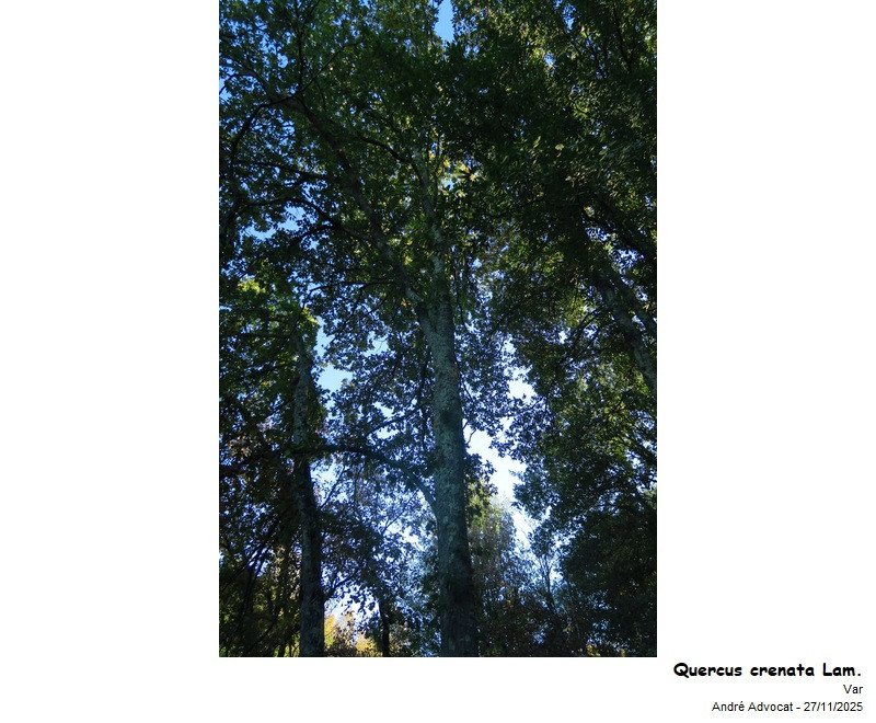 Quercus crenata Lam. #84429