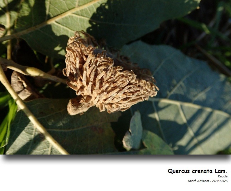 Quercus crenata Lam. #84408