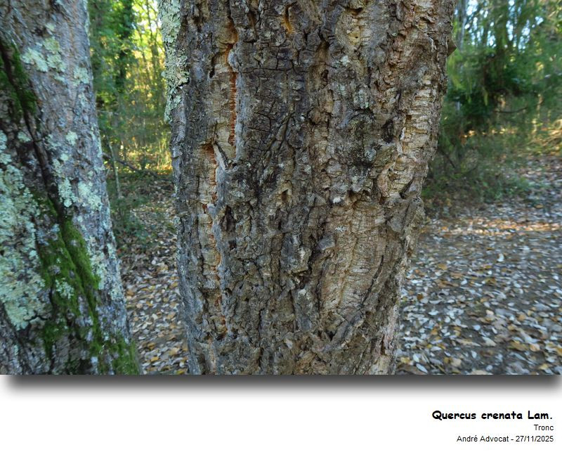 Quercus crenata Lam. #84430