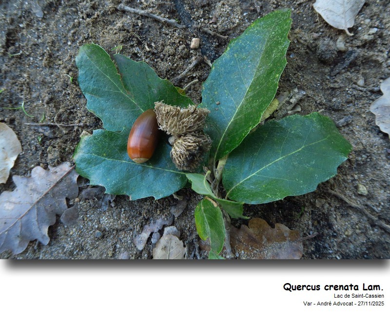 Quercus crenata Lam. #84406