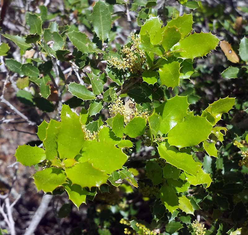 Quercus ilex #50314