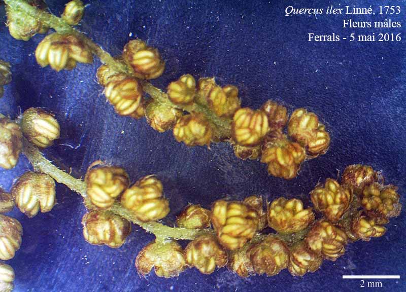 Quercus ilex #50317