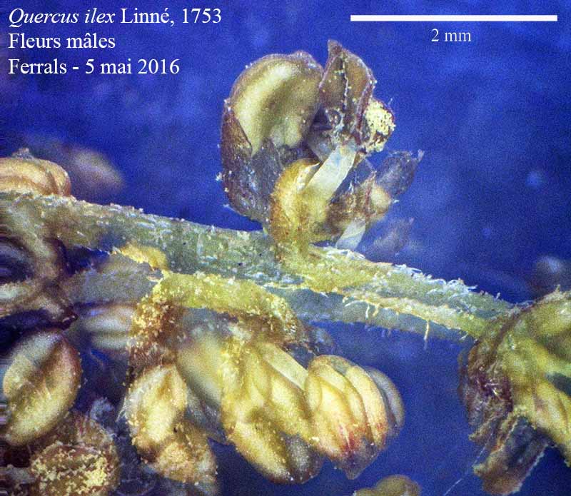 Quercus ilex #50318