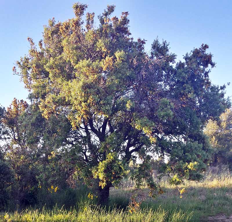 Quercus ilex #50313