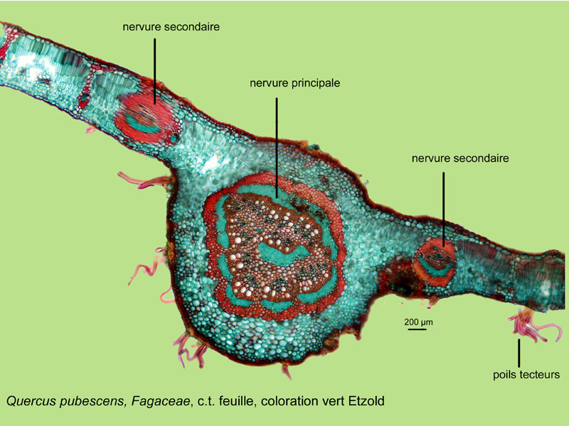 Quercus pubescens, histologie, histology. #25193