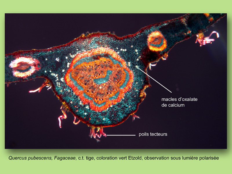 Quercus pubescens, histologie, histology. #25194