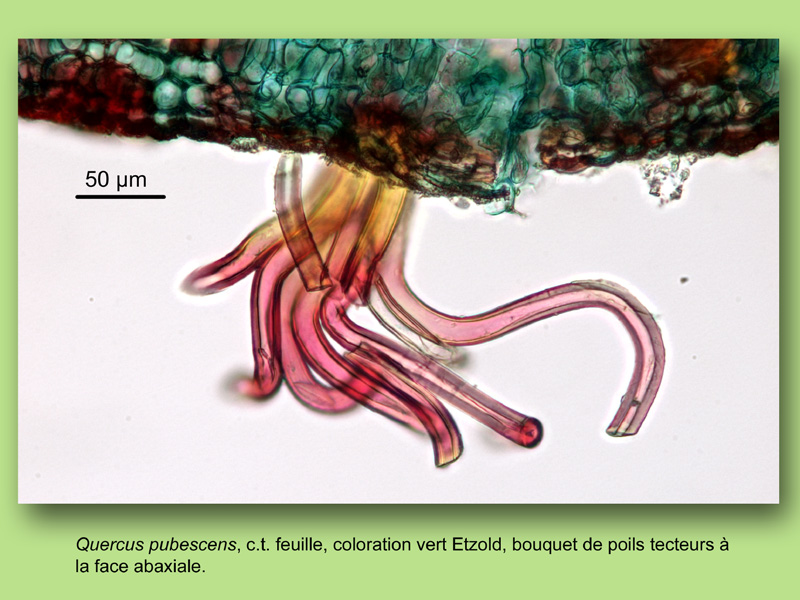 Quercus pubescens, histologie, histology. #25195