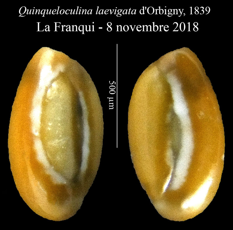 Quinqueloculina laevigata #58225