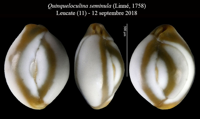 Quinqueloculina seminula #56395