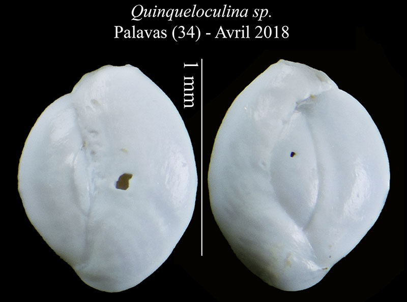 Quinqueloculina sp. #56231