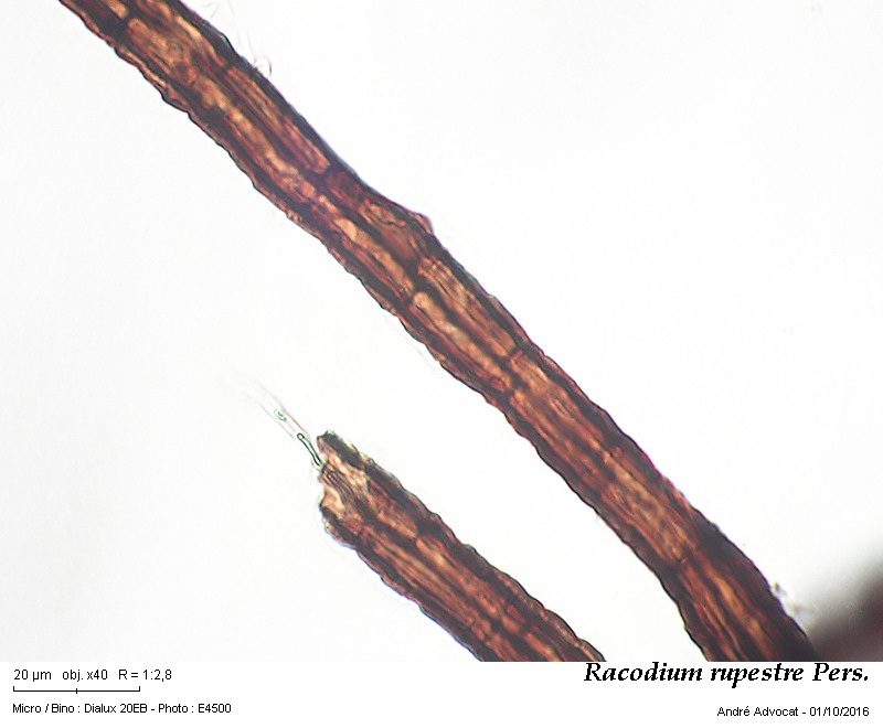 Racodium rupestre Pers. #47226