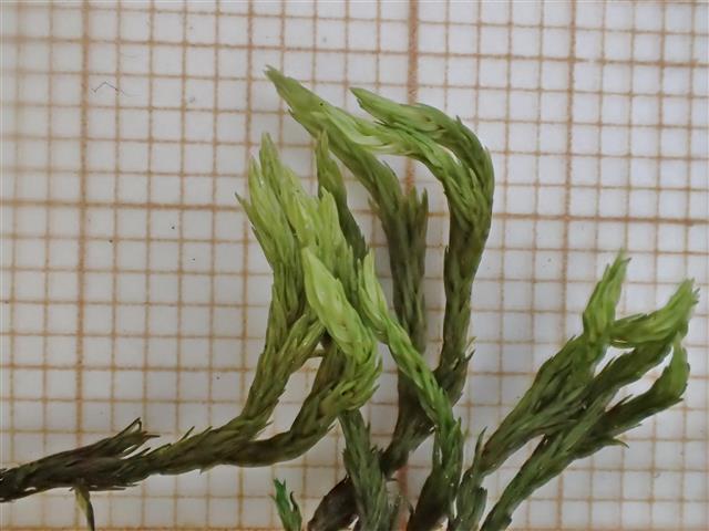 Racomitrium aquaticum (Brid. ex Schrad.) Brid. #62160