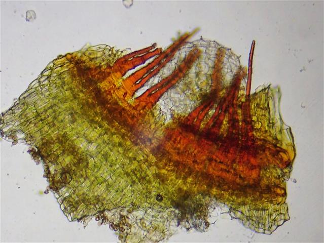 Racomitrium aquaticum (Brid. ex Schrad.) Brid. #62167