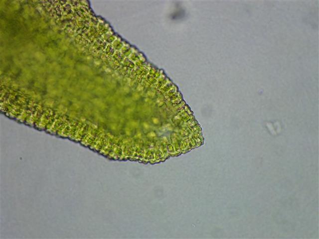 Racomitrium aquaticum (Brid. ex Schrad.) Brid. #62162