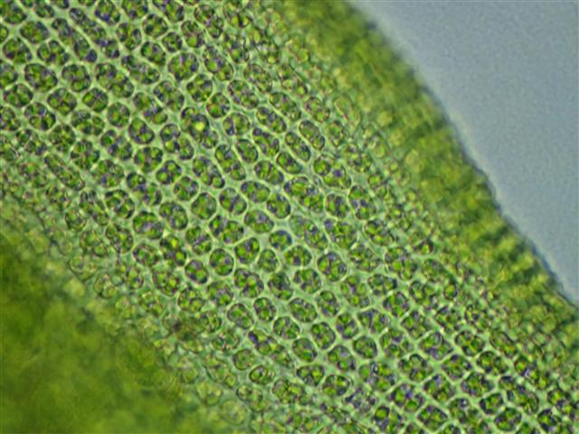Racomitrium aquaticum (Brid. ex Schrad.) Brid. #62165