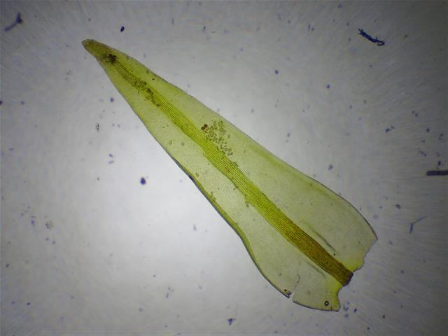 Racomitrium aquaticum (Brid. ex Schrad.) Brid. #62161