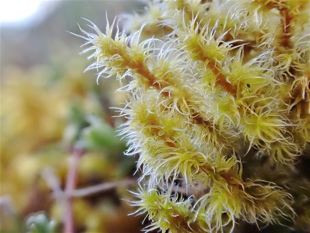 Racomitrium elongatum Ehrh. ex Frisvoll #61188