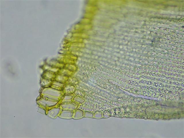 Racomitrium elongatum Ehrh. ex Frisvoll #61194