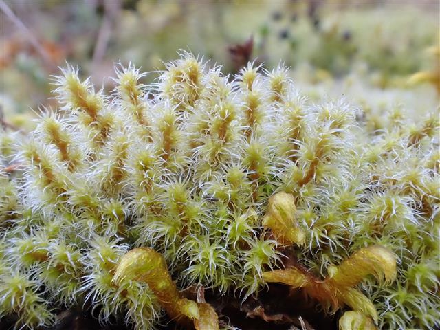 Racomitrium elongatum Ehrh. ex Frisvoll #61187