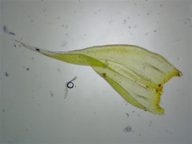Racomitrium elongatum Ehrh. ex Frisvoll #61189