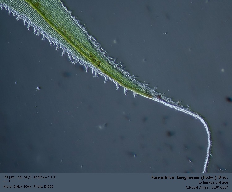 Racomitrium lanuginosum (Hedw.) Brid #1834