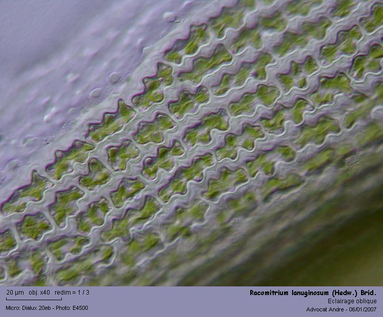 Racomitrium lanuginosum (Hedw.) Brid #1842