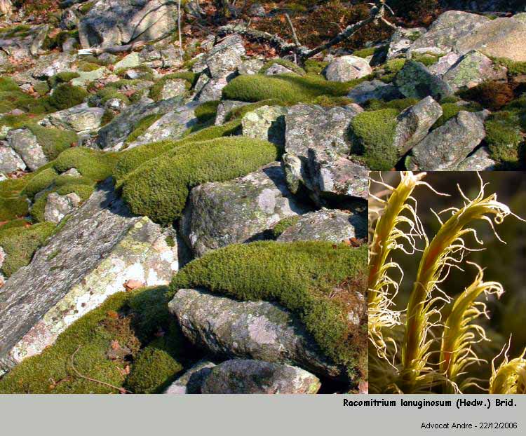Racomitrium lanuginosum (Hedw.) Brid #1839