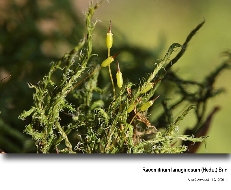 Racomitrium lanuginosum (Hedw.) Brid #39439