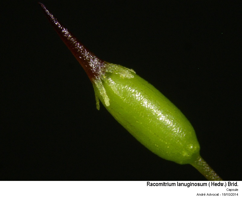 Racomitrium lanuginosum (Hedw.) Brid #39440