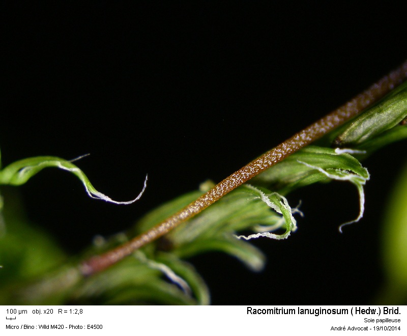 Racomitrium lanuginosum (Hedw.) Brid #39441
