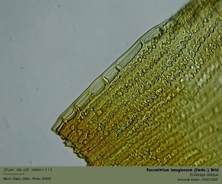 Racomitrium lanuginosum (Hedw.) Brid #1843