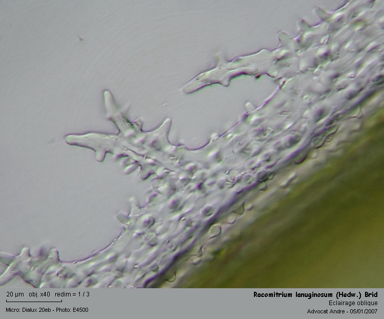 Racomitrium lanuginosum (Hedw.) Brid #1841