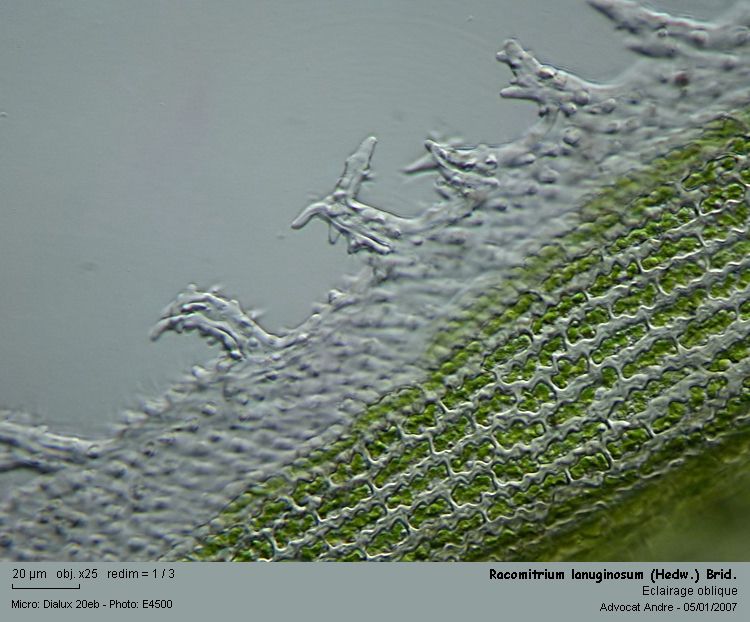 Racomitrium lanuginosum (Hedw.) Brid #1844
