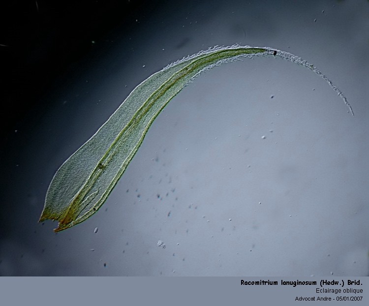 Racomitrium lanuginosum (Hedw.) Brid #1836