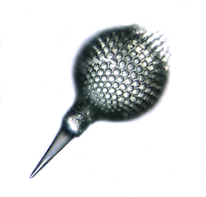 Radiolaires "flottantes" #2642