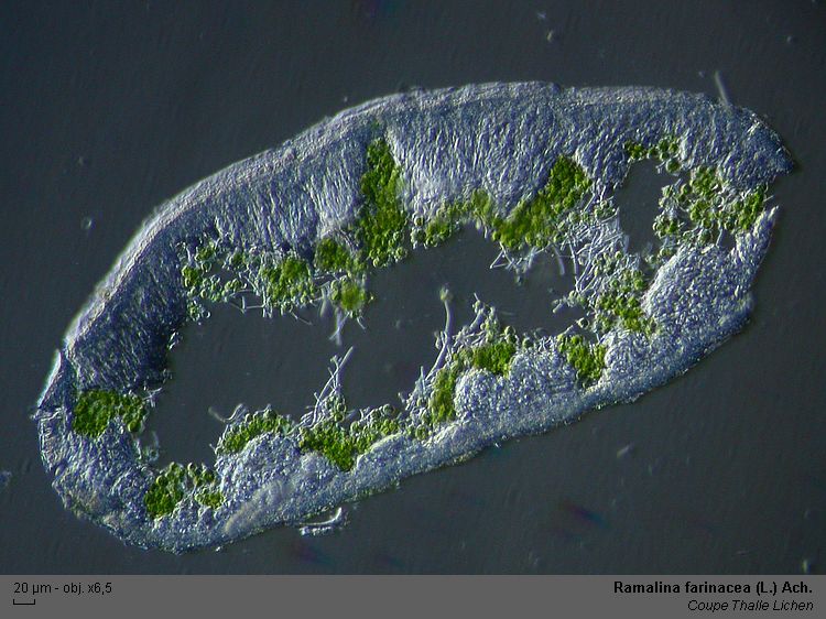 Ramalina farinacea (L.) Ach. #40054