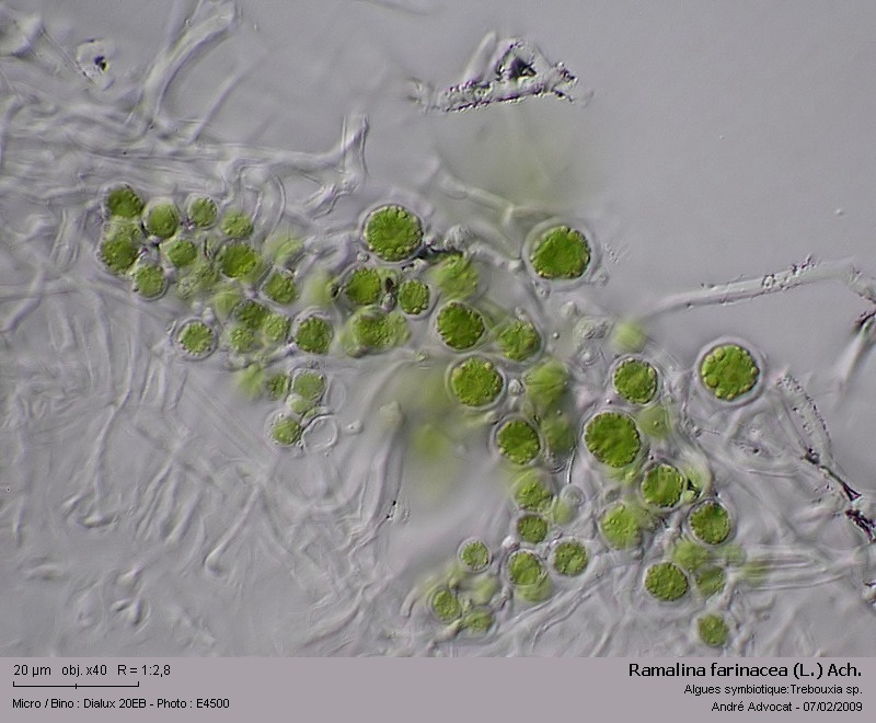 Ramalina farinacea (L.) Ach. #40055