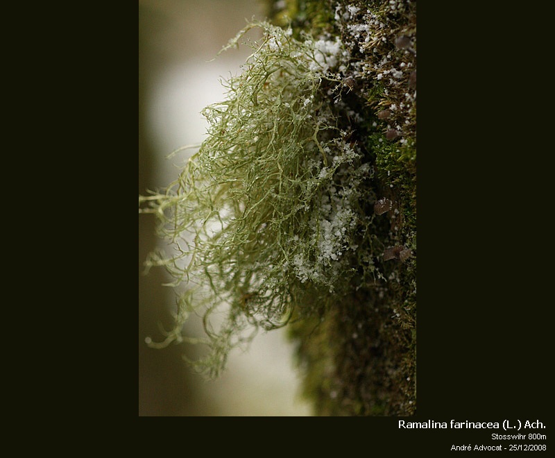 Ramalina farinacea (L.) Ach. #40050