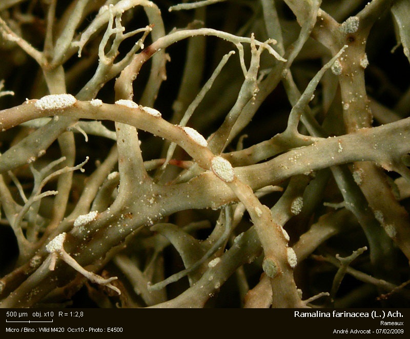 Ramalina farinacea (L.) Ach. #40051