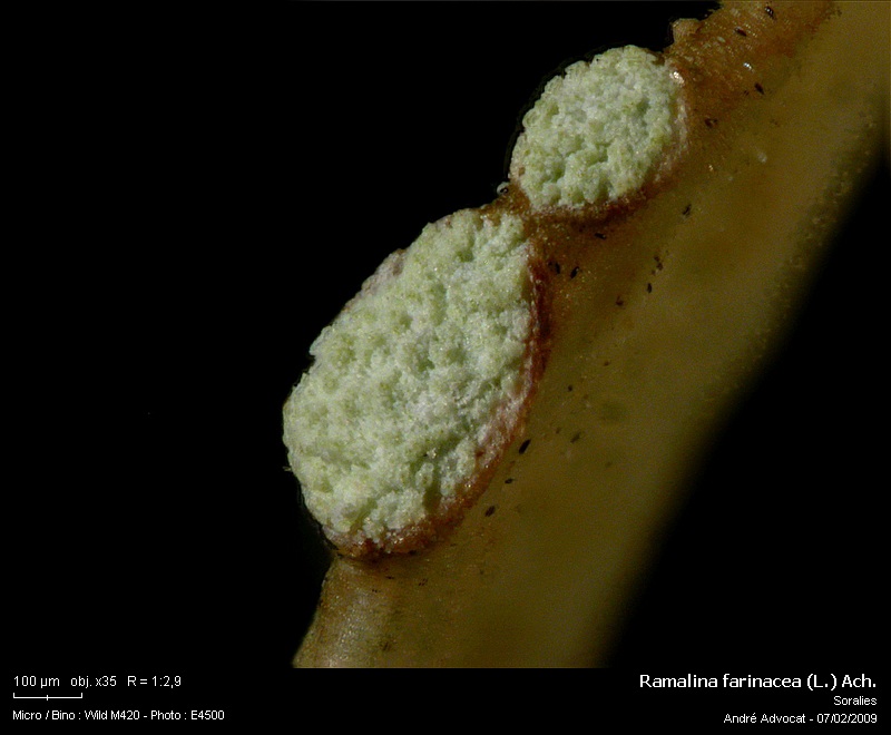 Ramalina farinacea (L.) Ach. #40052