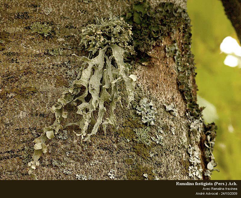 Ramalina fastigiata (Pers.) Ach. #13322