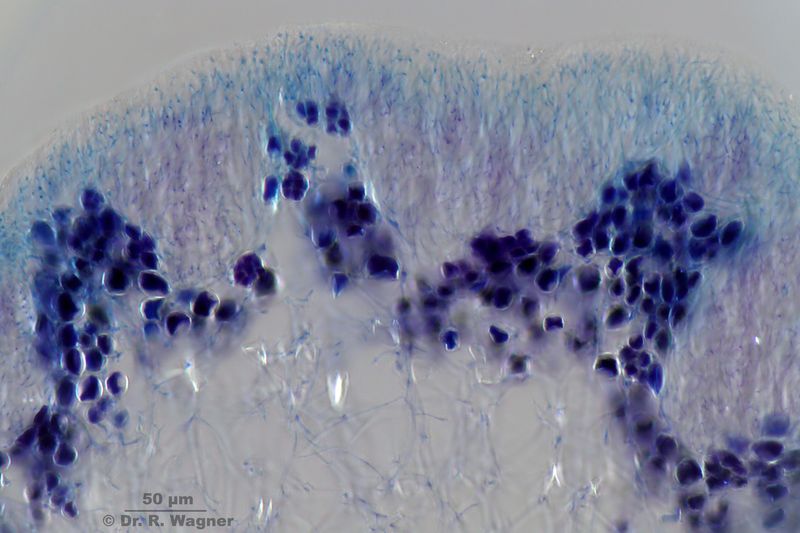 Ramalina fraxinea #28938