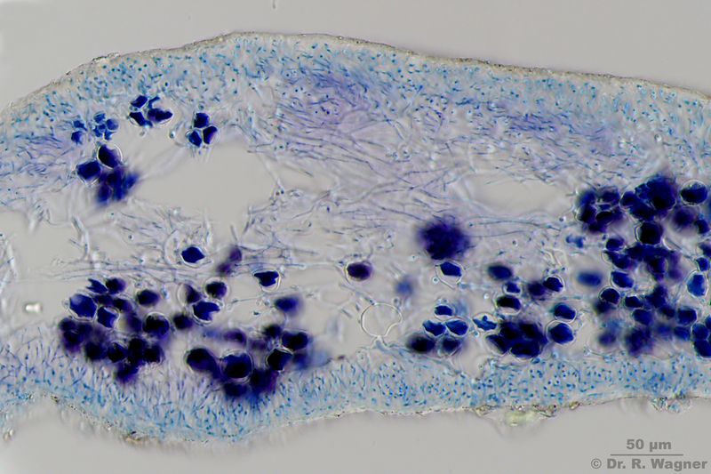 Ramalina fraxinea #28937